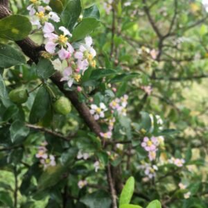 IMG_0654