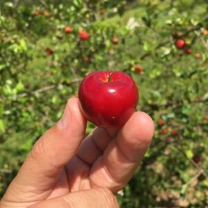 IMG_0787
